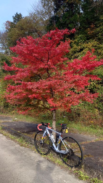所々、真っ赤な紅葉♪