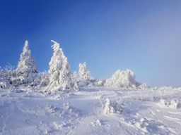 Trotte blanche au Gazon du Faing