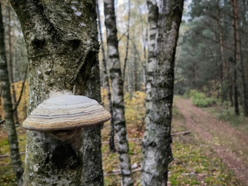 Face-tree, the mushroom is the nose 😁