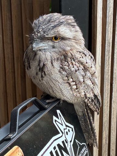 Theodore, The Tawny Frogmouth, is there to greet you!
