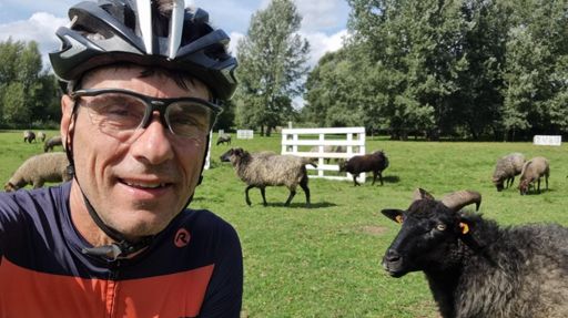 Stary cap wśród baranów