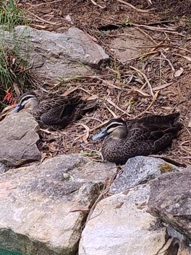 Lucky ducks these one. Snack service is good. Plus warm water to float around in. Better than the river.