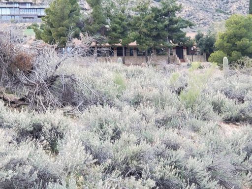 There are some deer in there somewhere, couldn't get my phone out fast enough to take a pic