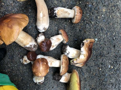 Ich wollte nur kurz pinkeln und dann standen die da alle ...🤷🏼‍♀️