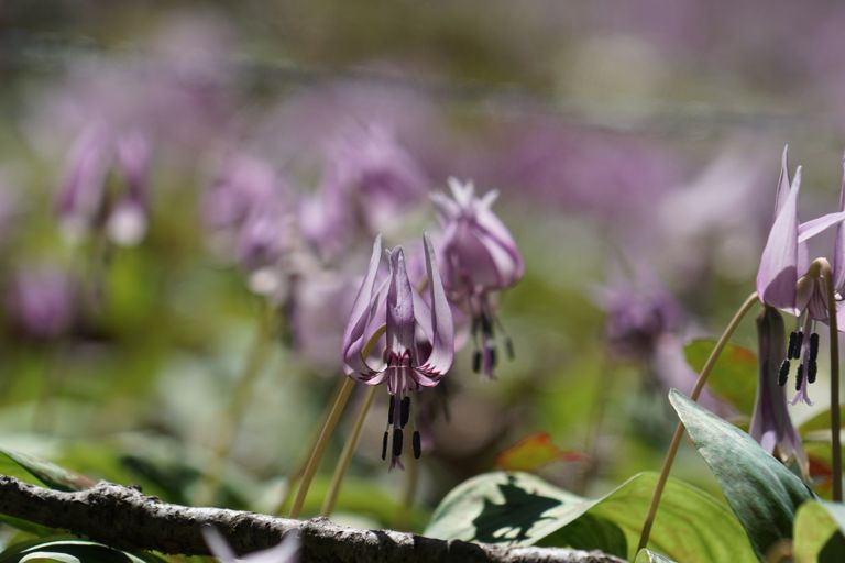 α6000+SEL24240で撮影。この手の写真はやっぱり一眼レフの方が撮りやすい。