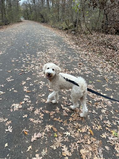 Whackadoodle in Overton Park