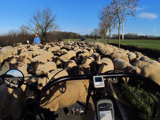 Schafe haben keine Angst vor Liegerädern