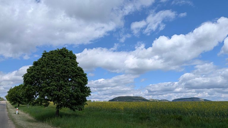 The Simpsons