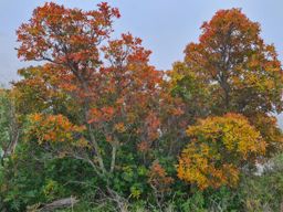 Dans la forêt des calanques