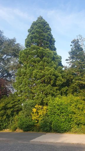 Hanau ID21263 BM 0325