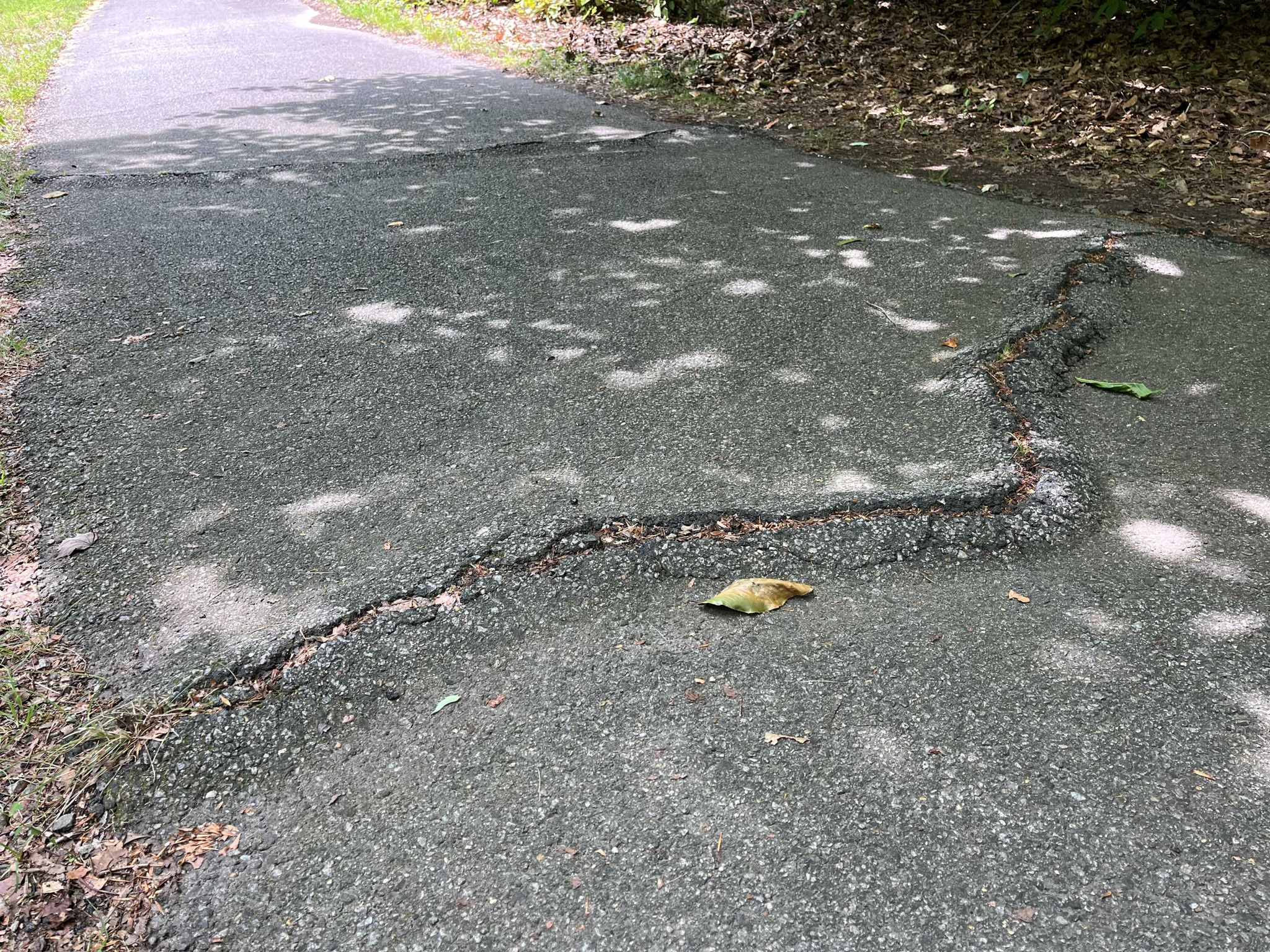Mason Neck trail tree roots just before High Point Rd