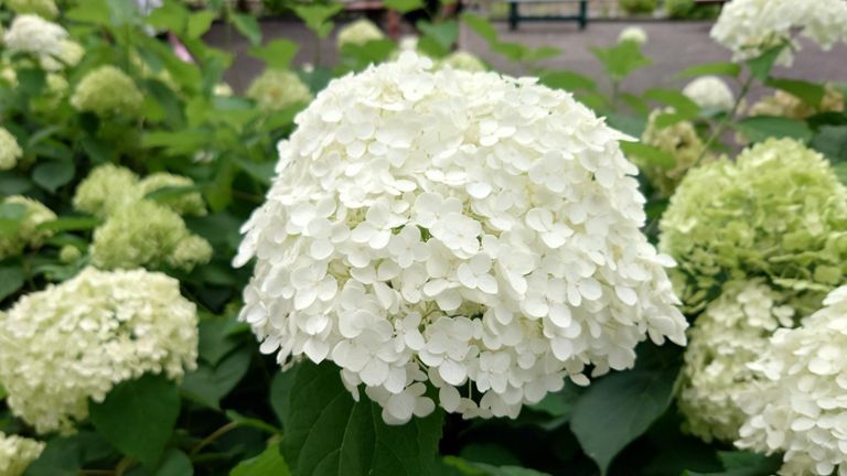 こうやってみると、紫陽花ってけっこう種類があるんですね。