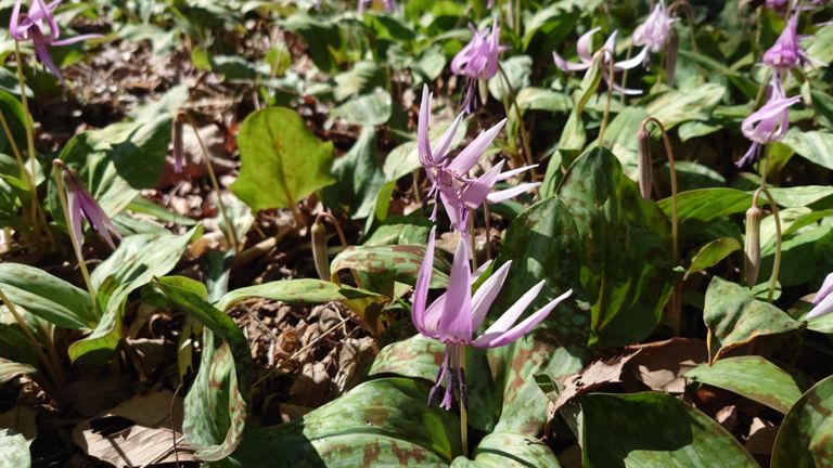 朝のカタクリの花