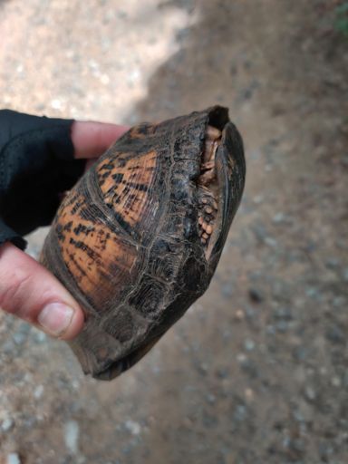 Box turtle (closed hinge)