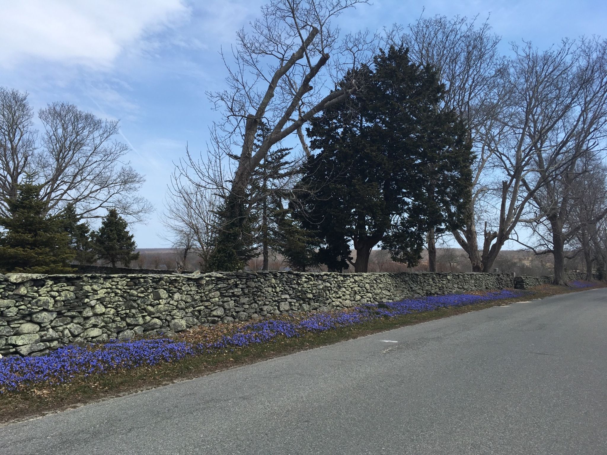 a landscape: blue sky, country road, trees, a rock wall, and vibrant purple flowers