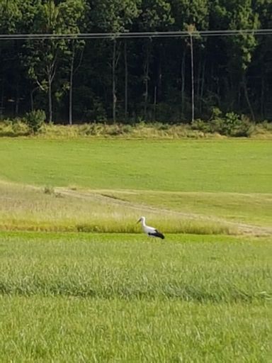 Auf den Storch gekommen.