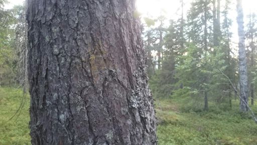 Very old route paint marking