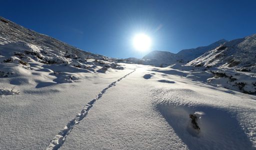 Segui la volpe... diceva qualcuno.