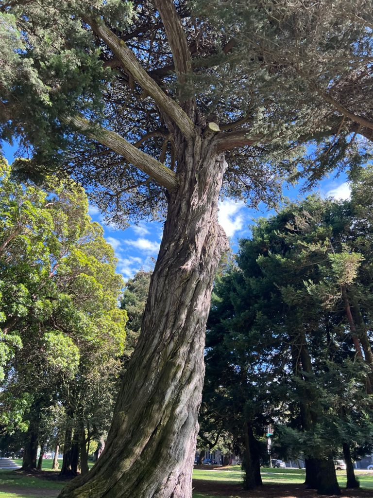 Butterlap (Presidio & Golden Gate Park) photo 182