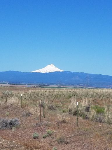 Mt Hood from the east side of the Cascades...