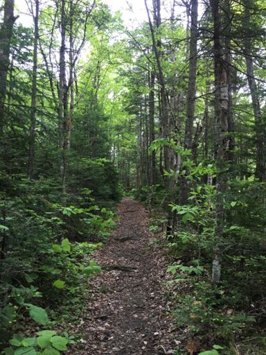 Old railroad grade that makes up the lower part of the North Twin Trail