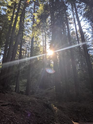The sun bursts through the redwoods during OLH 4.
