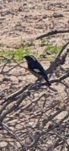 Redstart.