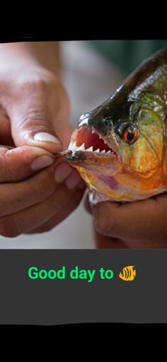 On a stringer he went