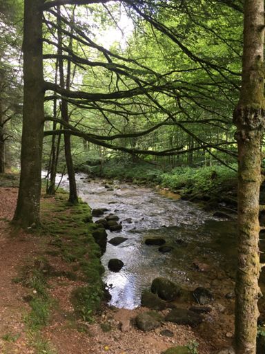Die Elz bei Operprechtal