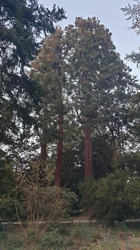 Kronberg_ID6760_3BM_Schlosspark