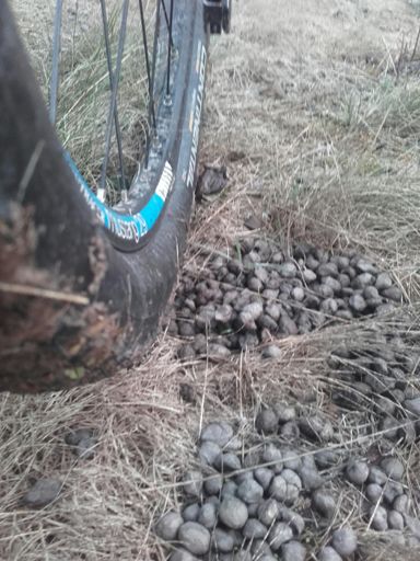 Goldrausch am Süssen See- Nuggets wie hin......