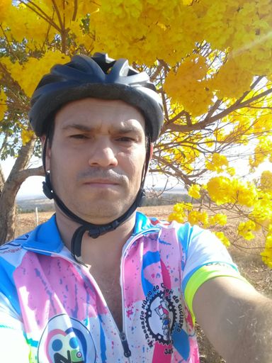 Meu ipê florido muito lindo..