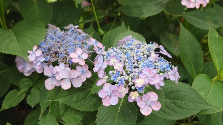 これも紫陽花、