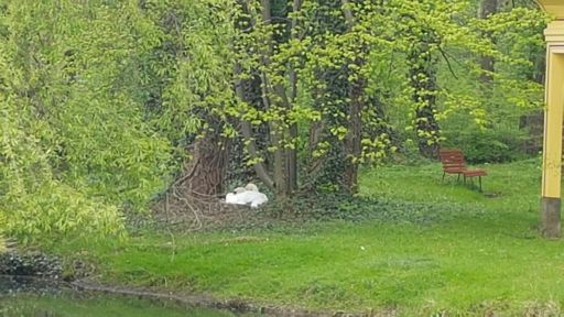 Die Beiden brüten wieder 😊