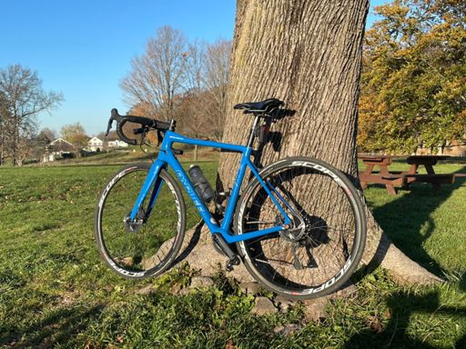 🎵 There’s a red kite caught in a high treetop. That’s my soul up there. 🎶 can you spot it?
