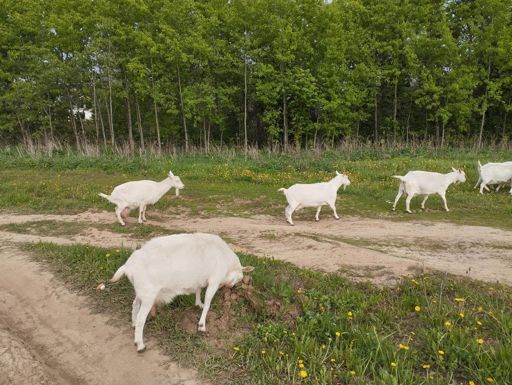 Козы. На поле возле Молоково