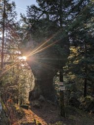 Tour dans forêt de Taintrux avant la séance d’escalade
