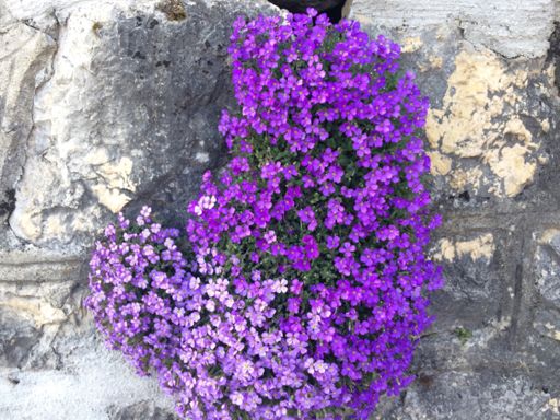 St-Geoges, c'est le printemps !!