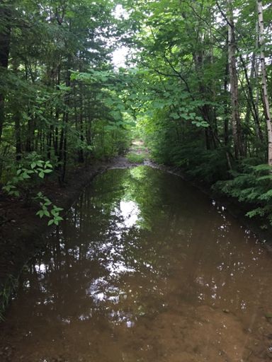 Nope, didn’t continue down this trail...