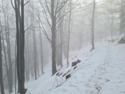 Un petit Donon avec de la neige, du soleil et une mer de nuages SVP