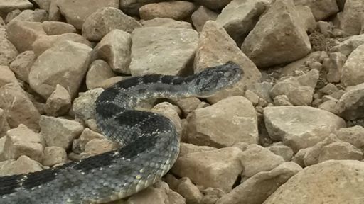 Incentive to not dab on rocky hell climb