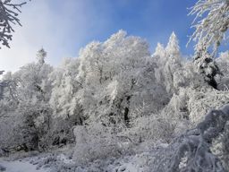 Trotte blanche au Gazon du Faing