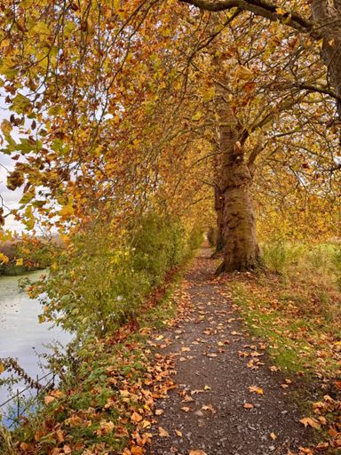 Le canal de Seclin , magnifique en toute saison