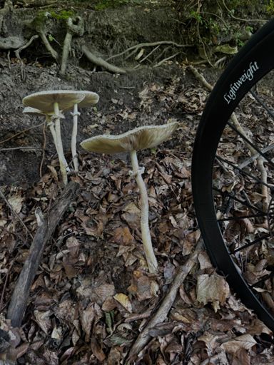 Řádná bedla 🍄‍🟫