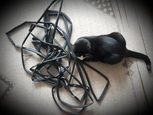 Dętkowe wężowisko. To ile ich jest?