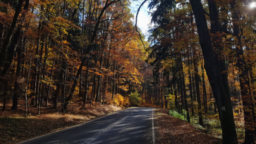 v kopci na silnici II/499 před Myjavou 🇸🇰 🍂