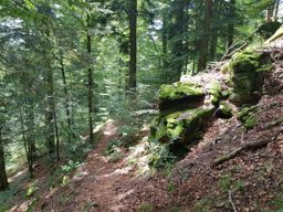 Wildenstein au Rainkopf