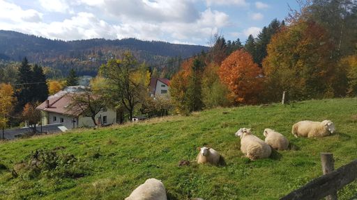 Barany. W tle pałacyk