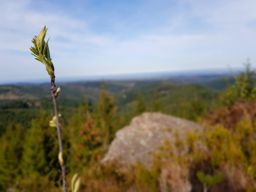 2 rougimonts et 3 pierres