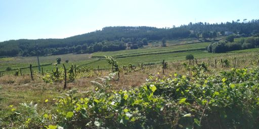Ese é o val vitivinícola que se ve desde a estrada de Longos Vales, polo outro lado 🤩